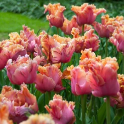 Tulip 'Amazing Parrot' -UK Garden Plants Sales 2024 tulip amazing parrot 7
