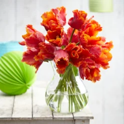 Tulip 'Amazing Parrot' -UK Garden Plants Sales 2024 tulip amazing parrot 8