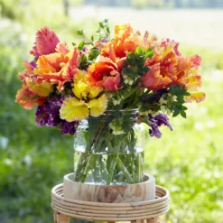 Tulip 'Amazing Parrot' -UK Garden Plants Sales 2024 tulip amazing parrot 9