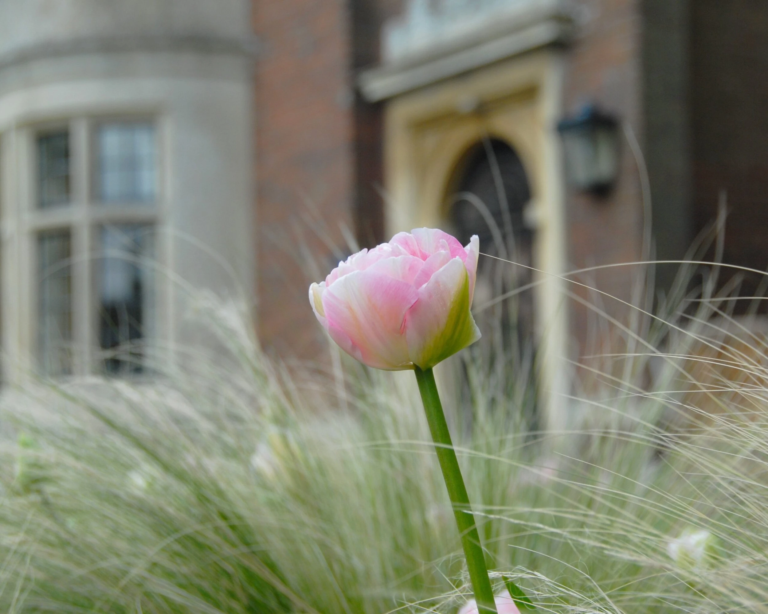 Tulip 'Angelique' 4 Tulip 'Angelique' - Image 2
