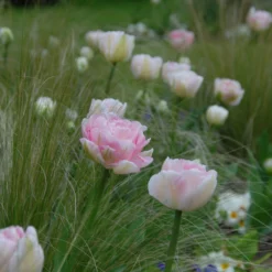 Tulip 'Angelique' 14 Tulip 'Angelique' -UK Garden Plants Sales 2024 tulip angelique 3 scaled