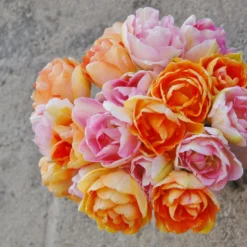 Tulip 'Angelique' 15 Tulip 'Angelique' -UK Garden Plants Sales 2024 tulip angelique 4 scaled