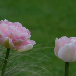 Tulip 'Angelique' 16 Tulip 'Angelique' -UK Garden Plants Sales 2024 tulip angelique 6 scaled