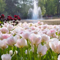 Tulip 'Angelique' 13 Tulip 'Angelique' -UK Garden Plants Sales 2024 tulip angelique 7 scaled