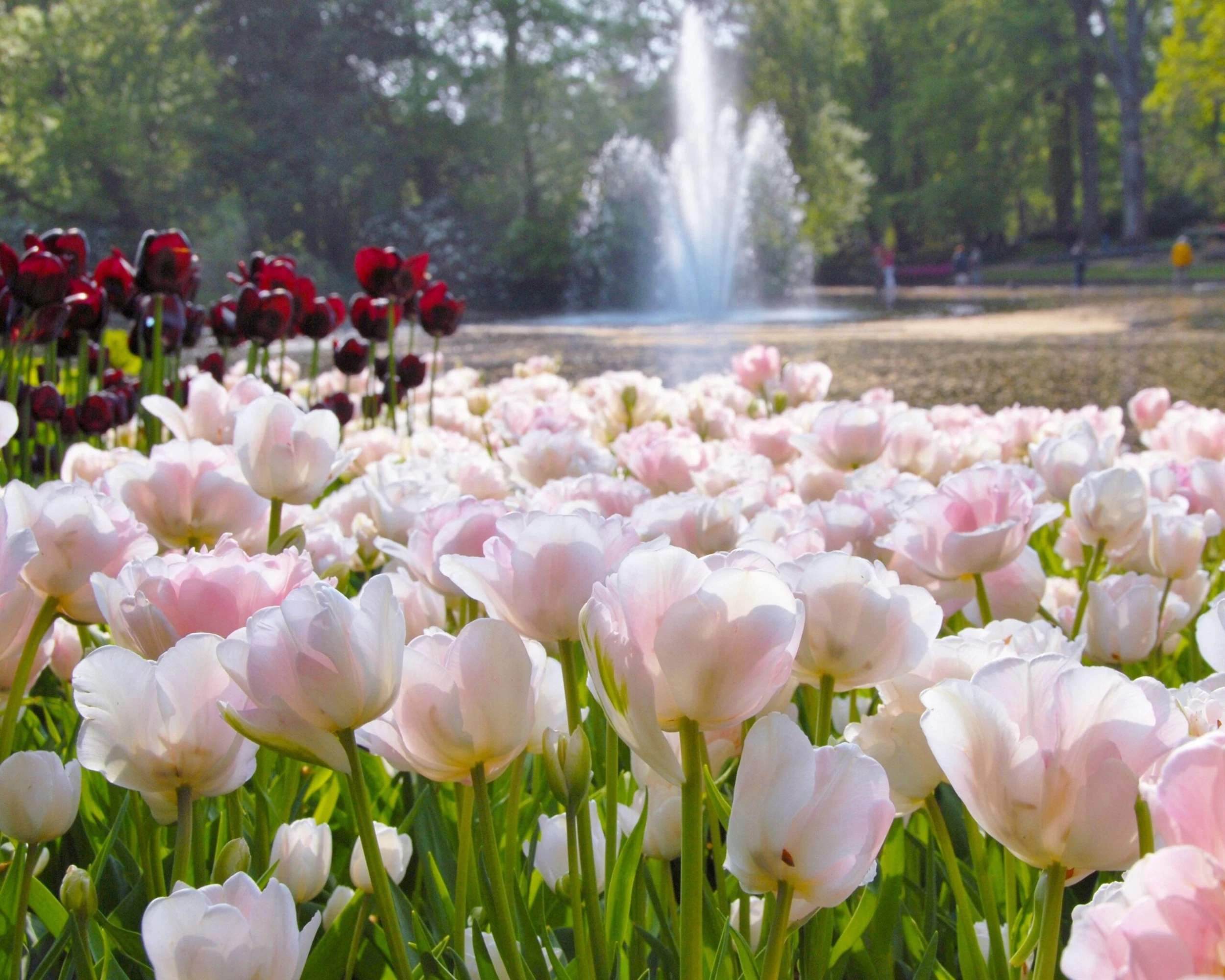 Tulip 'Angelique' 5 Tulip 'Angelique' - Image 3