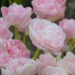 Tulip 'Angelique' 18 Tulip 'Angelique' -UK Garden Plants Sales 2024 tulip angelique 8 scaled