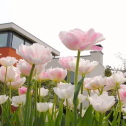 Tulip 'Angelique' 19 Tulip 'Angelique' -UK Garden Plants Sales 2024 tulip angelique 9 scaled