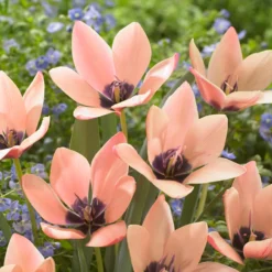 Front Page -UK Garden Plants Sales 2024 tulip annika 1