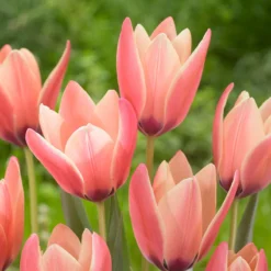 Tulip 'Annika' -UK Garden Plants Sales 2024 tulip annika 2