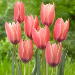 Tulip 'Annika' -UK Garden Plants Sales 2024 tulip annika 3