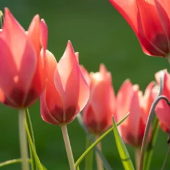 Tulip 'Annika' -UK Garden Plants Sales 2024 tulip annika 4