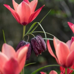 Tulip 'Annika' -UK Garden Plants Sales 2024 tulip annika 5