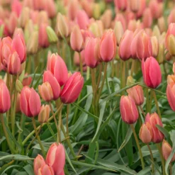 Tulip 'Annika' -UK Garden Plants Sales 2024 tulip annika 6