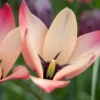 Tulip 'Annika' -UK Garden Plants Sales 2024 tulip annika 7