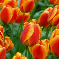 Tulip 'Apeldoorn Elite' -UK Garden Plants Sales 2024 tulip apeldoorn elite 6