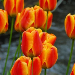 Tulip 'Apeldoorn Elite' -UK Garden Plants Sales 2024 tulip apeldoorn elite 7