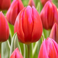 Tulip 'Aphrodite' 10 Tulip 'Aphrodite' -UK Garden Plants Sales 2024 tulip aphrodite 0