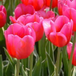 Tulip 'Aphrodite' 11 Tulip 'Aphrodite' -UK Garden Plants Sales 2024 tulip aphrodite 00