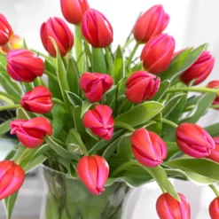 Tulip 'Aphrodite' 12 Tulip 'Aphrodite' -UK Garden Plants Sales 2024 tulip aphrodite 1