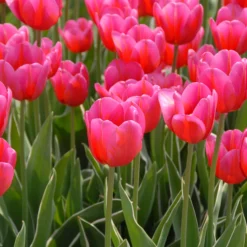 Tulip 'Aphrodite' 13 Tulip 'Aphrodite' -UK Garden Plants Sales 2024 tulip aphrodite 2