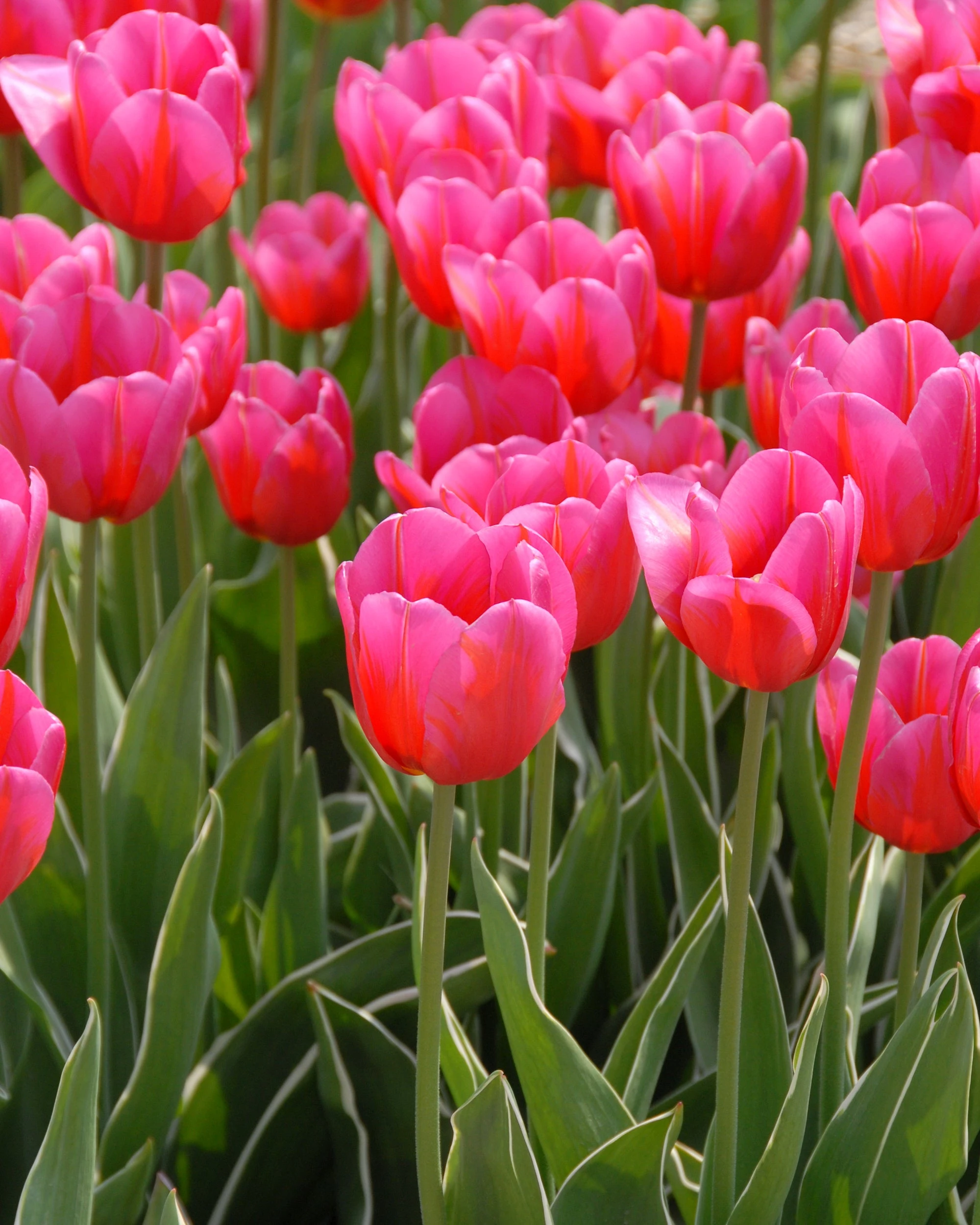 Tulip 'Aphrodite' 8 Tulip 'Aphrodite' - Image 6