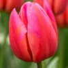Tulip 'Aphrodite' -UK Garden Plants Sales 2024 tulip aphrodite 5