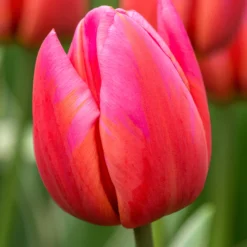 Tulip 'Aphrodite'