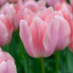 Tulip 'Apricona' -UK Garden Plants Sales 2024 tulip apricona 2 scaled