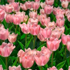 Tulip 'Apricona' -UK Garden Plants Sales 2024 tulip apricona 3 scaled