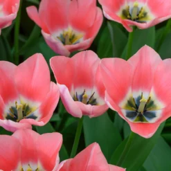 Tulip 'Apricona' -UK Garden Plants Sales 2024 tulip apricona 4 scaled