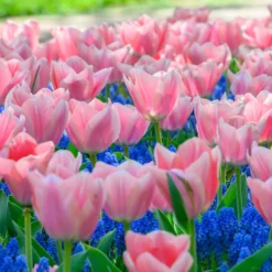 Tulip 'Apricona' -UK Garden Plants Sales 2024 tulip apricona 5 scaled