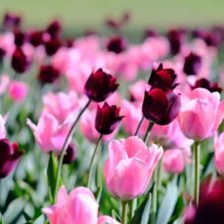 Tulip 'Apricona' -UK Garden Plants Sales 2024 tulip apricona 7 scaled