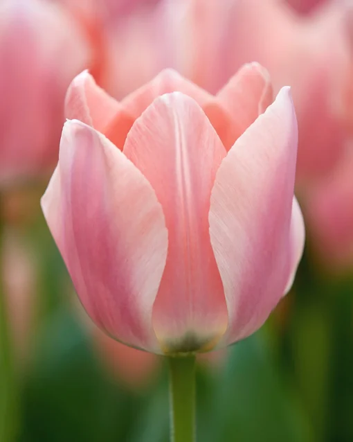 Tulip 'Apricona' -UK Garden Plants Sales 2024 tulip apricona 8