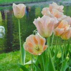 Tulip 'Apricot Beauty' 10 Tulip 'Apricot Beauty' -UK Garden Plants Sales 2024 tulip apricot beauty 3