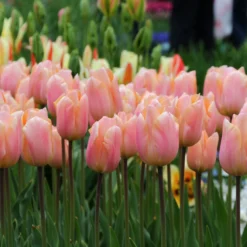 Tulip 'Apricot Beauty' 12 Tulip 'Apricot Beauty' -UK Garden Plants Sales 2024 tulip apricot beauty 4