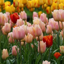 Tulip 'Apricot Beauty' 13 Tulip 'Apricot Beauty' -UK Garden Plants Sales 2024 tulip apricot beauty 8