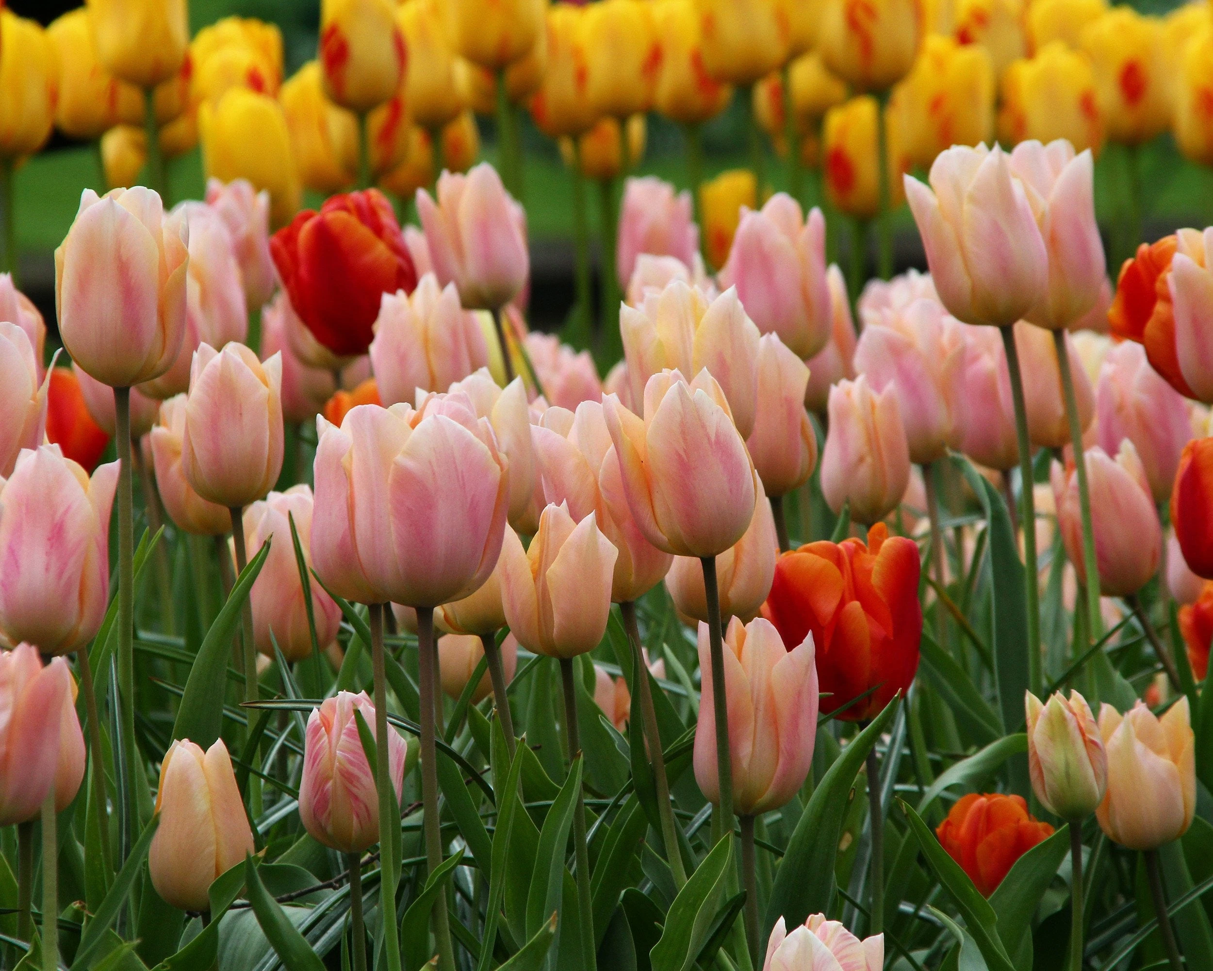 Tulip 'Apricot Beauty' 8 Tulip 'Apricot Beauty' - Image 6