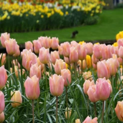 Tulip 'Apricot Beauty' 11 Tulip 'Apricot Beauty' -UK Garden Plants Sales 2024 tulip apricot beauty 9