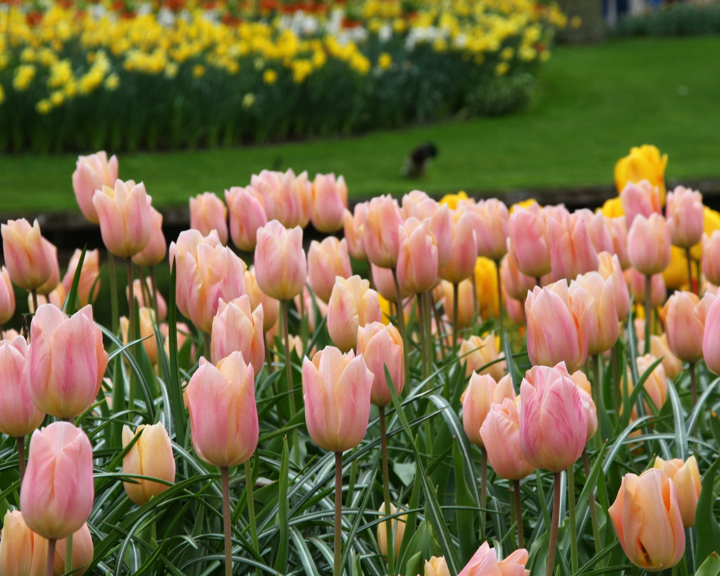 Tulip 'Apricot Beauty' 6 Tulip 'Apricot Beauty' - Image 4