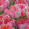 Tulip 'Apricot Parrot' -UK Garden Plants Sales 2024 tulip apricot parrot 1