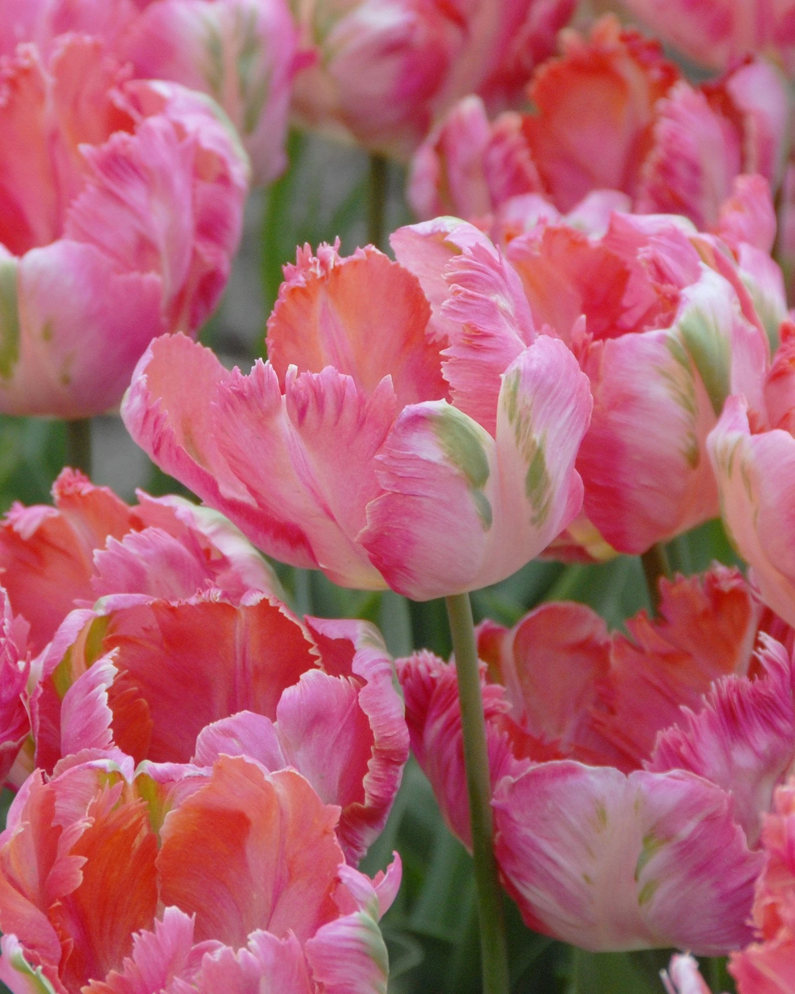 Tulip 'Apricot Parrot' 3 Tulip 'Apricot Parrot'