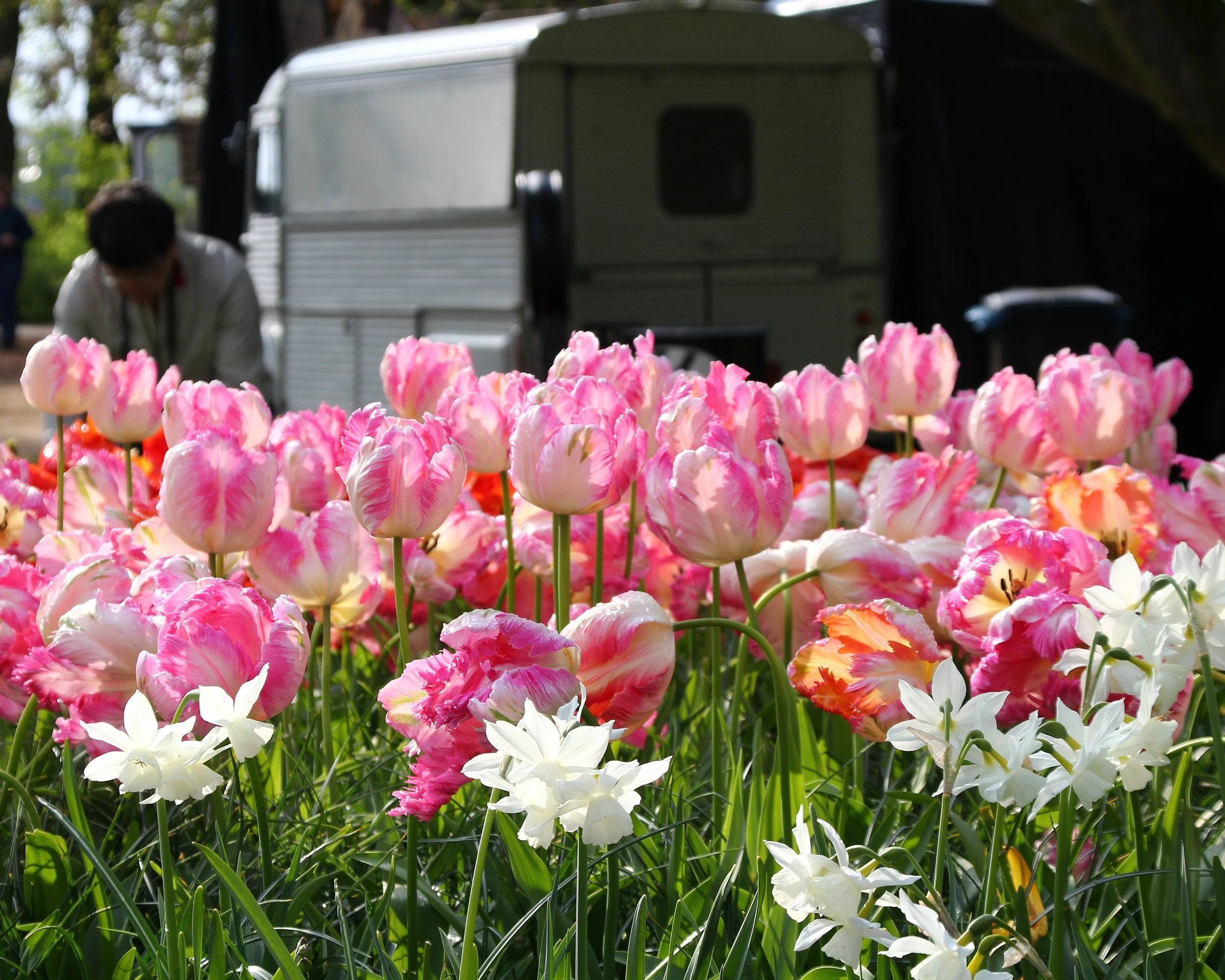 Tulip 'Apricot Parrot' 5 Tulip 'Apricot Parrot' - Image 3