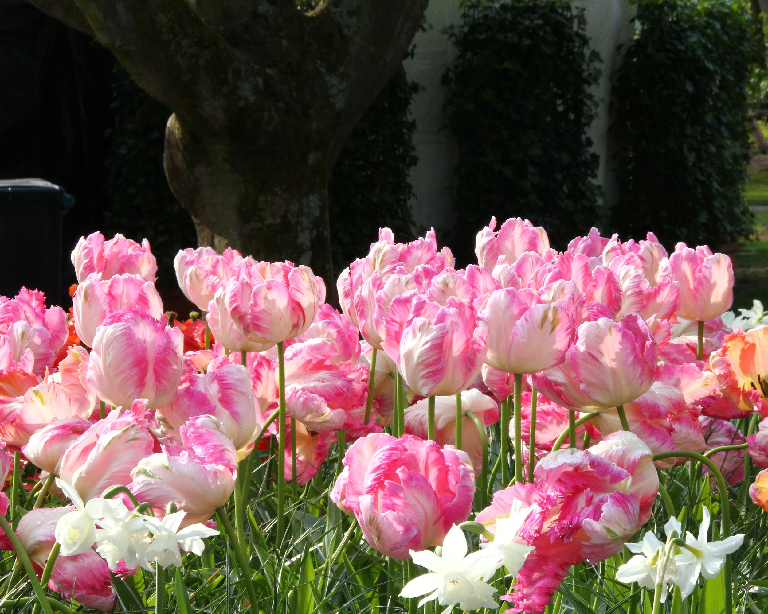 Tulip 'Apricot Parrot' 8 Tulip 'Apricot Parrot' - Image 6