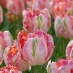Tulip 'Apricot Parrot' 13 Tulip 'Apricot Parrot' -UK Garden Plants Sales 2024 tulip apricot parrot 4