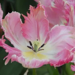 Tulip 'Apricot Parrot' 15 Tulip 'Apricot Parrot' -UK Garden Plants Sales 2024 tulip apricot parrot 5