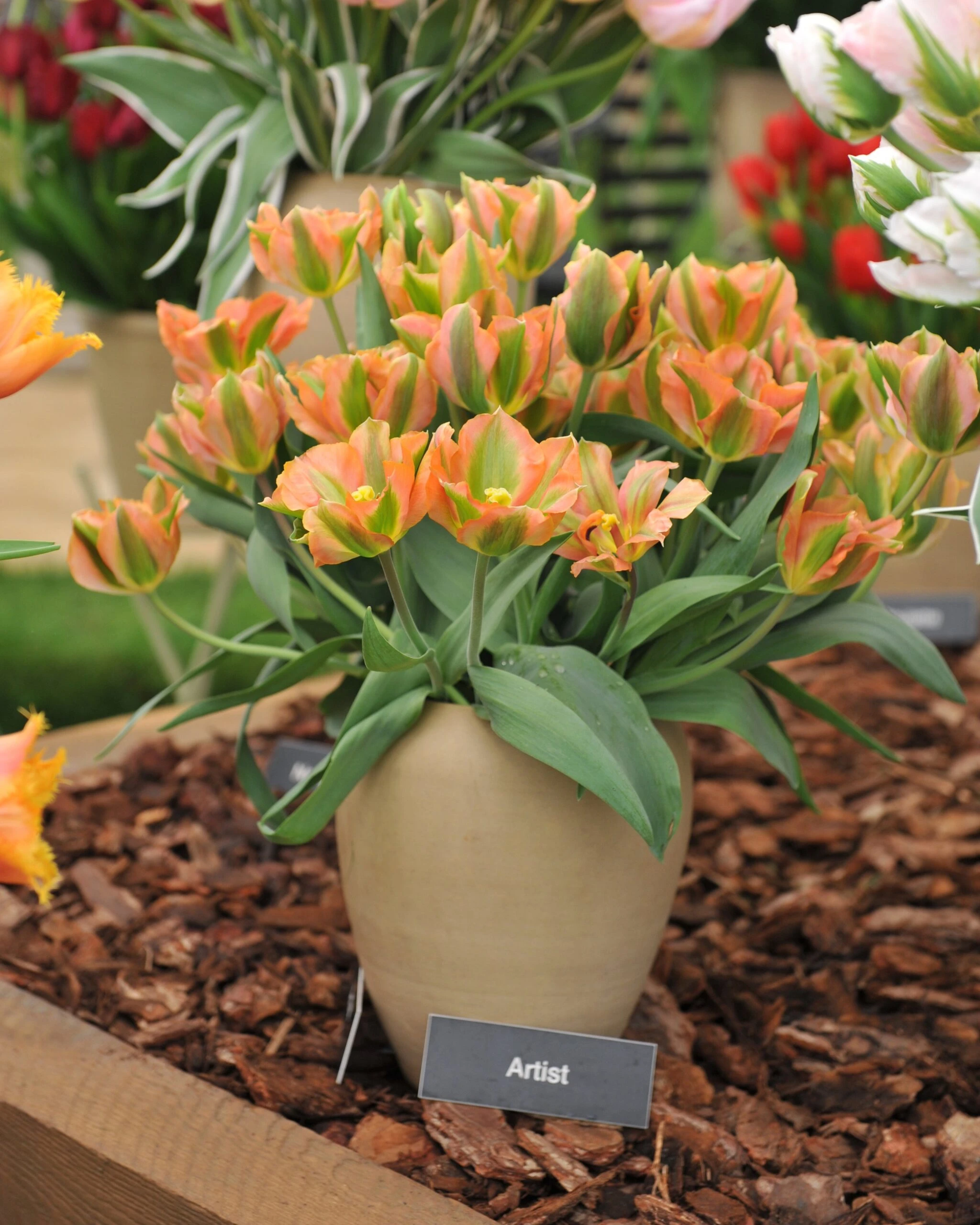 Tulip 'Artist' 6 Tulip 'Artist' - Image 4