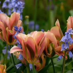 Tulip 'Artist' 16 Tulip 'Artist' -UK Garden Plants Sales 2024 tulip artist 2 scaled