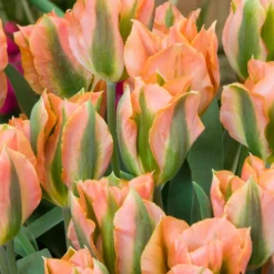 Tulip 'Artist' 17 Tulip 'Artist' -UK Garden Plants Sales 2024 tulip artist 5 scaled