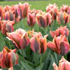 Tulip 'Artist' 18 Tulip 'Artist' -UK Garden Plants Sales 2024 tulip artist 6 scaled