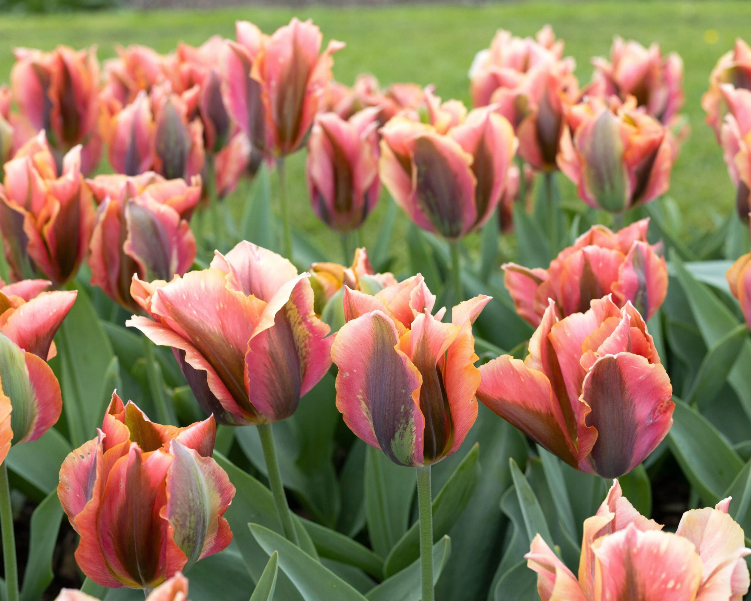 Tulip 'Artist' 10 Tulip 'Artist' - Image 8